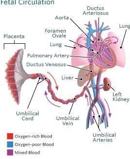 With the aid of a sketch. Describe foetal circulation