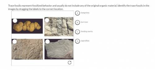 Trace fossils represent fossilized behavior and usually do not include any of the original organic m