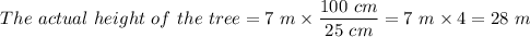 The \  actual \ height \ of \  the \ tree = 7 \ m \times \dfrac{100 \ cm}{25\ cm} = 7 \ m \times 4 = 28 \ m