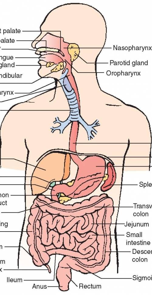 Draw the internal structure of a human body?