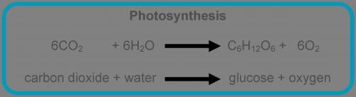Which is the correct chemical equation for photosynthesis? 6CO2 + 6H2O ® C6H12O6 + 6O2 C6H12O6 + 6O2