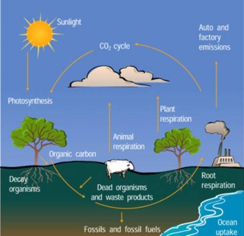 How does driving in a car that uses gasoline connect to the carbon cycle