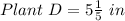 Plant\ D = 5\frac{1}{5}\ in