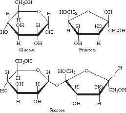 Which of the following organic molecules are classified as carbohydrates?

amino acids
O nucleotides
