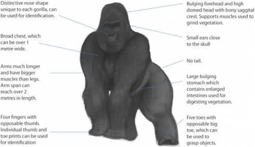 What are the seven characteristics of a gorilla