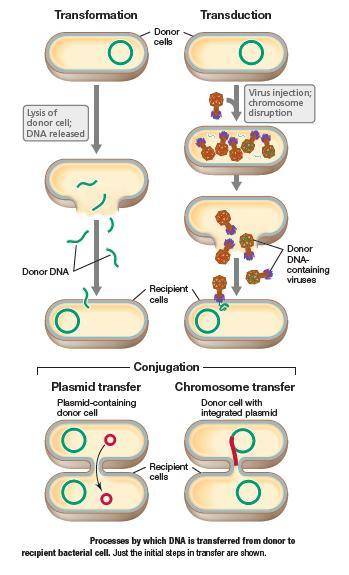 Not one of the ways that bacteria have adapted to become resistant to antimicrobial agents.