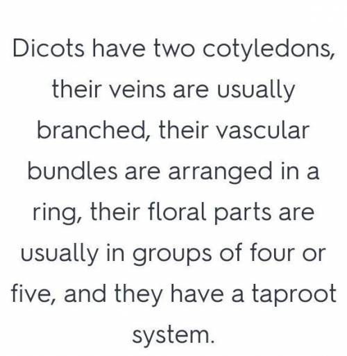 What are the characteristics of dicots? (Choose all that apply)
