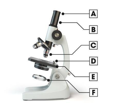 Which part of the compound light microscope provides the light source? (4 points)

Image of a compou