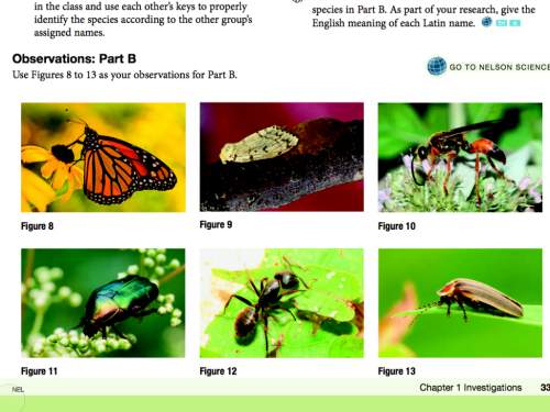 Dichotomous key ! i know how to make one sort of; this is my first time doing one. any is appreci