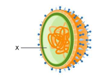 Which structure is labeled x in the diagram below?  a.nucleic acid b.lipid envelop