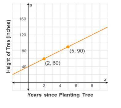The graph shows the growth of a tree, with x representing the number of years since it was planted,