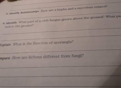What is the function of sporangia