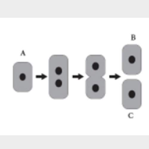 In this diagram, cell a is undergoing mitosis. this process results in two daughter cells, b and c.