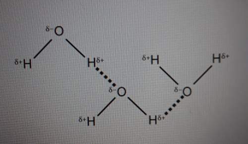 The diagram below shows a group of water molecules.the water molecules in the diagram are attr