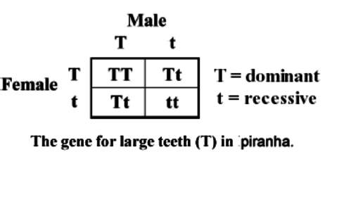 The punnett square shown presents a cross between two piranhas. both parents have large teeth.