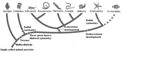 According to figure 26–1, the development of three germ layers occurred after the development of