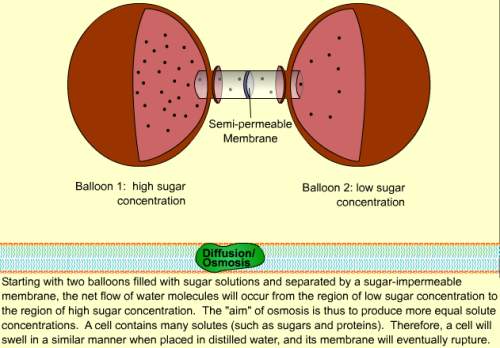 Which way will the water the water tend to move (in terms of sugar concentration)?  whic