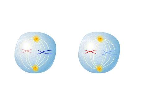 Which phase of meiosis is represented here?  a. prophase i