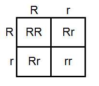 Apunnett square is used to determine the  a. probable outcome of a genetic cross b