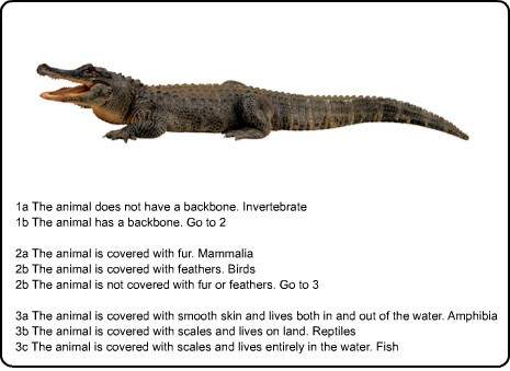 Using the dichotomous key, which class does this animal belong to? ~a. amphibia~b. mamma