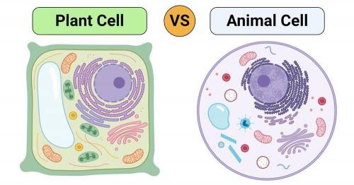 Please Help!!

1) Name two things found in a plant cell that are not found in an animal cell.2) How