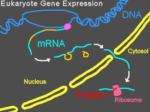 A nucleotide is the building block for a specific biomolecule. It is made up of a pentose sugar, a p