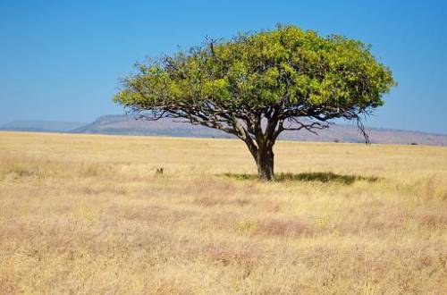 How do I write a hypothesis in If...then... format?

Research question: What vegetation type supp