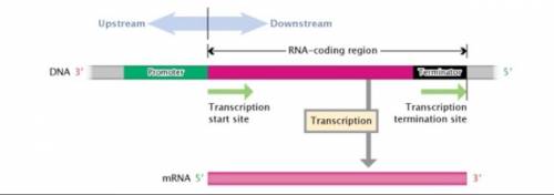Why is it important to have MET at the beginning of mRNA?