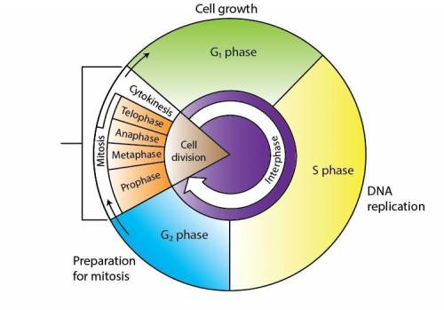 PLEASE HELP ASAP!!

1) Complete the diagram of the cell cycle by writing the names of
each of the fo