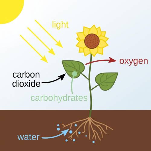 Define or describe photosynthesis