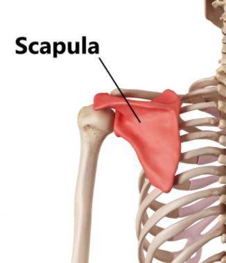 Which of the following is a flat bone?

A. 
Scapula
B. 
Femur
C. 
Radius
D. 
Patella