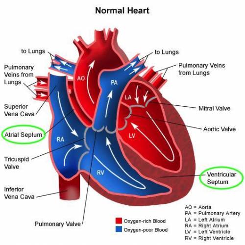 In the heart, what separates the oxygenated and deoxygenated blood?

A. Ventricle
B. Vessel
C.septum