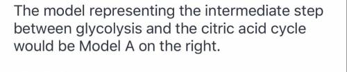 Which model represents the intermediate step between glycolysis and the citric acid cycle?