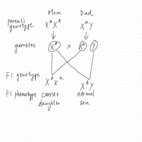 Colorblindness is a recessive trait caused by an error on the X chromosome. XA=Normal Vision and Xa=