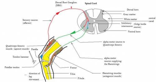 1 Sequence List the sequence of steps that happens

when the doctor strikes sensory neurons below th