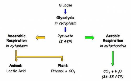 Anaerobic respiration occurs in both animal and plant cells. The process is similar in each type of