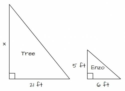 Atree cast a shadow 21feet long , while enzo, who is 5 feet tall , cast a shadow 6 feet long