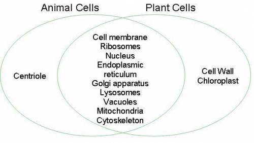 Compare a plant cell and an animal cell using Venn diagram