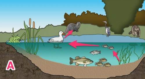 Me! food webs - transferring energy and matter from one level to another. consider the food web you