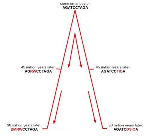 20 points!  examine the differences between the common ancestor’s original gene and the