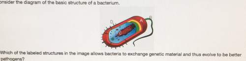 Onsider the diagram of the basic structure of a bacterium.which of the labeled structures in the ima