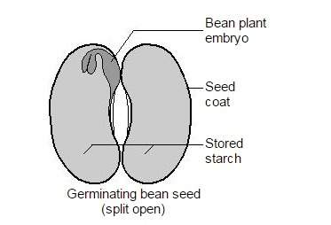 "when water is available and growth begins, the plant embryo inside the seed secretes enzymes