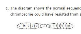 1the diagram shows the normal sequence of genes in a particular chromosome which chromosome could ha
