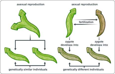Based on the diagram, how do planarians benefit from sexual reproduction? (see pic)