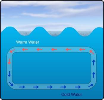 What mechanism is responsible for the movement of water in this image?  a.&lt;