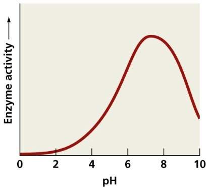 According to the graph, how is ph affecting enzyme activity?  a. the enzyme is not affec
