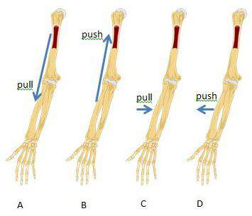 The bicep muscle has an attachment point at the shoulder and one in the upper forearm. look at these