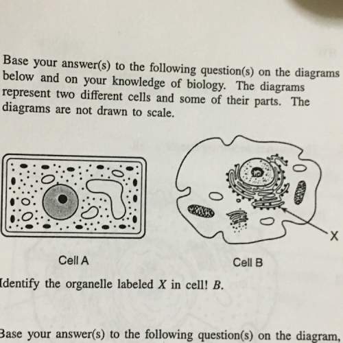 What is the organelle labeled "x"? !