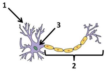 In which row are the parts of the neuron below correctly labeled?  a b c d