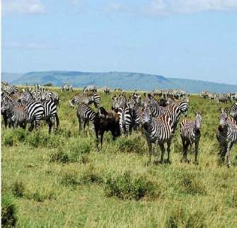 The photograph shows a herd of zebra in the african savanna. what is the highest level o